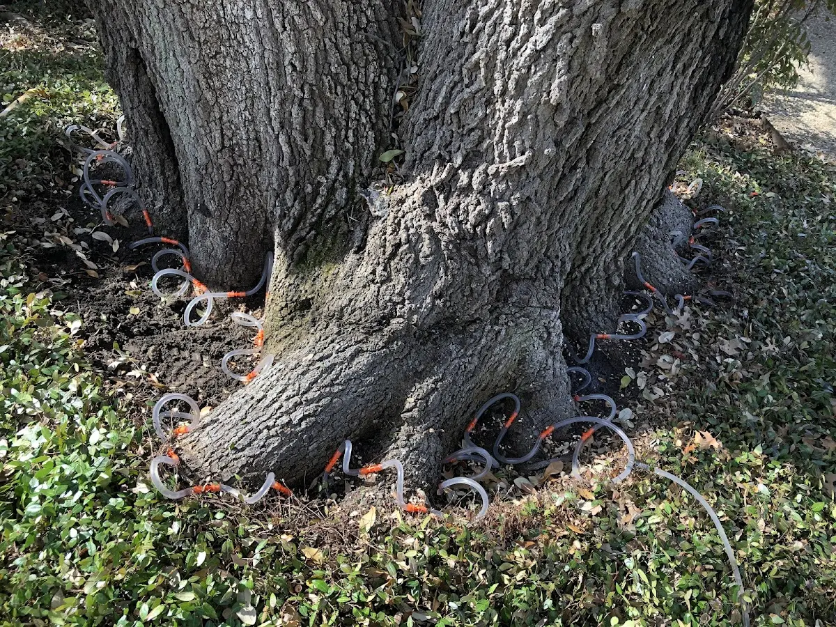 Detailed Tree Cabling and Bracing job site in Rimforest