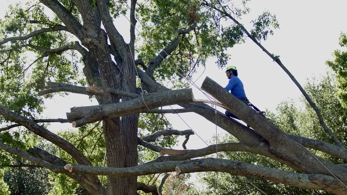 Professional Hazardous Tree Removal performed by certified arborists in Rimforest